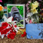 A Decade On: The Enduring and Evolving Legacy of Harambe, the Cincinnati Zoo Gorilla