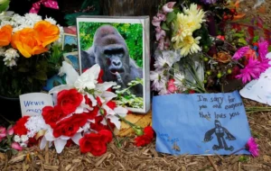 A Decade On: The Enduring and Evolving Legacy of Harambe, the Cincinnati Zoo Gorilla