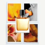 The Unmistakable Aroma of Nostalgia: Peach Fragrances Reign Supreme in 2026