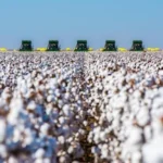 Understanding the Impact of U.S. Cotton Production