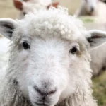 The Ethical and Environmental Quandaries of Wool Production: A Deep Dive into a Complex Supply Chain