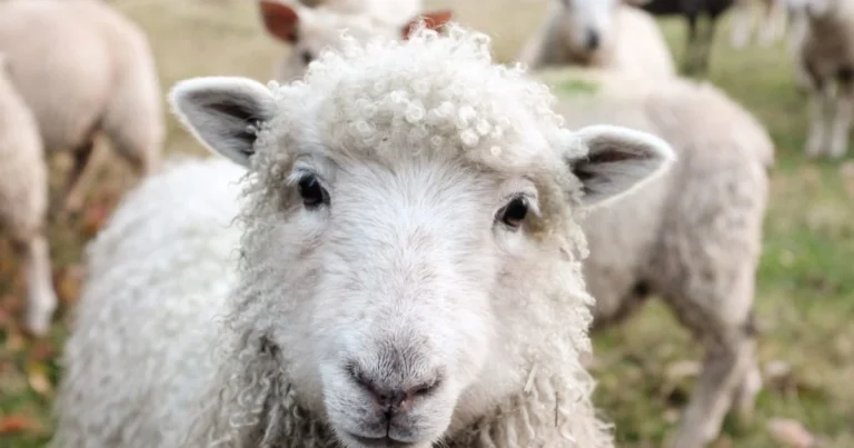 The Ethical and Environmental Quandaries of Wool Production: A Deep Dive into a Complex Supply Chain