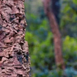The Quest for Truly Sustainable Fashion: Navigating Plastic-Free, Animal-Free Alternatives