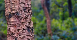 The Quest for Truly Sustainable Fashion: Navigating Plastic-Free, Animal-Free Alternatives