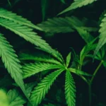 From Weed to Wardrobe: How Hemp Is Quietly Rewriting the Rules of Sustainable Fashion