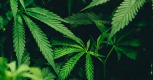 From Weed to Wardrobe: How Hemp Is Quietly Rewriting the Rules of Sustainable Fashion