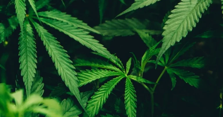 From Weed to Wardrobe: How Hemp Is Quietly Rewriting the Rules of Sustainable Fashion