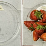 How A New Textile Fabric Could Triple Production In Strawberry Plants