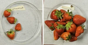 How A New Textile Fabric Could Triple Production In Strawberry Plants