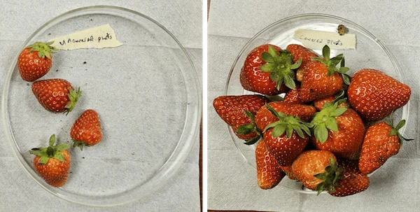 How A New Textile Fabric Could Triple Production In Strawberry Plants